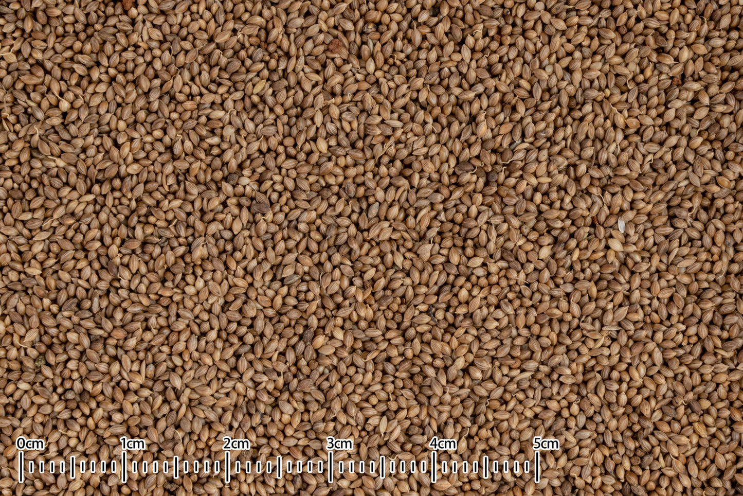 黒瀬ペットフード 自然派宣言 フォニオパディ 30g