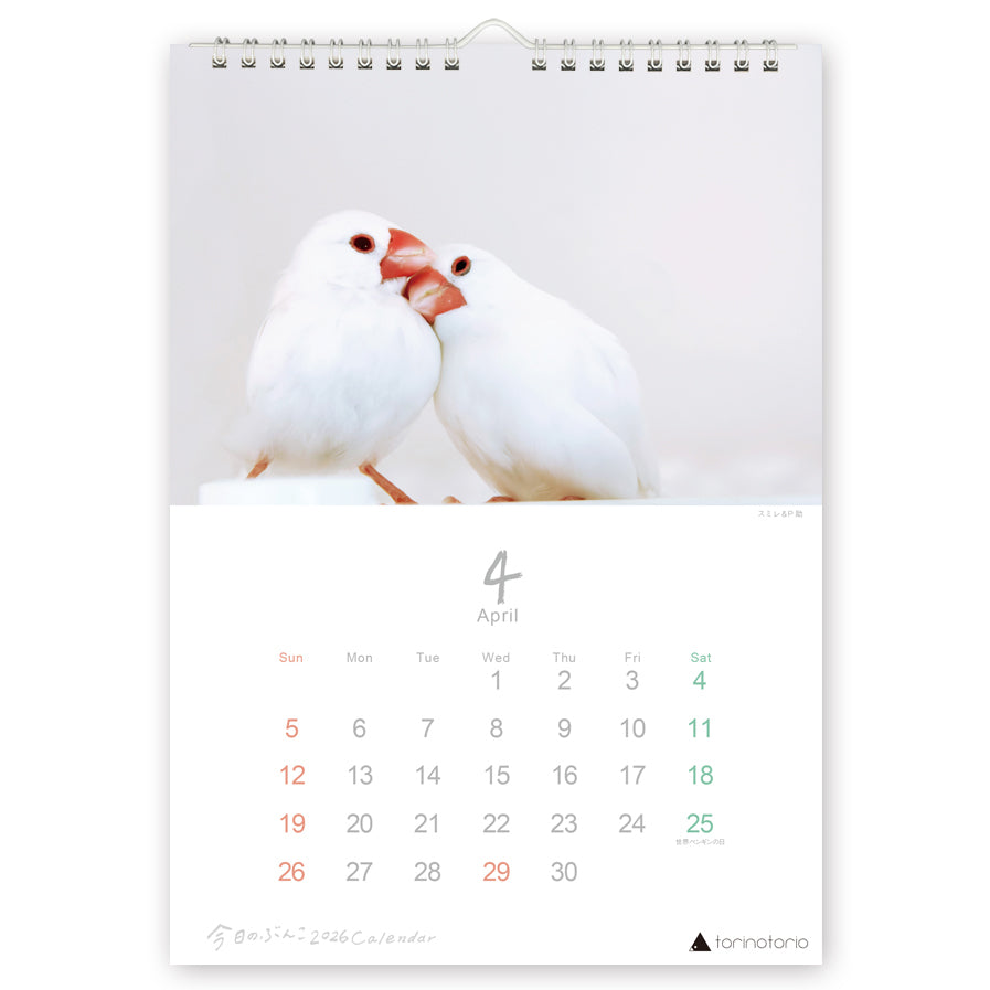(予約販売)2026年版 今日のぶんこ A4壁掛けカレンダー 文鳥