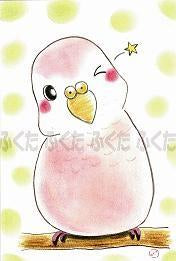 ポストカード えへ アキクサインコ - 小鳥雑貨専門のお店 スウィート・バーディー・ブティック