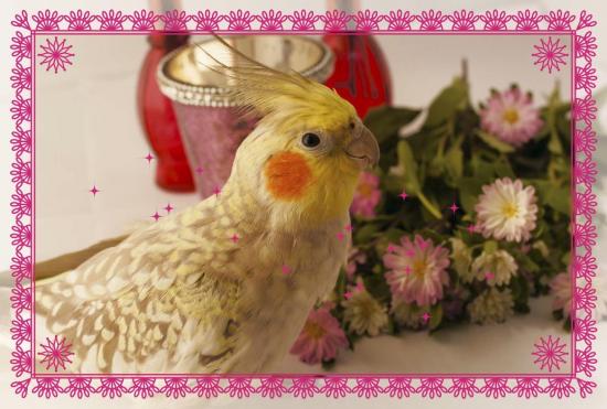 ポストカード オカメインコ 赤 - 小鳥雑貨専門のお店 スウィート・バーディー・ブティック
