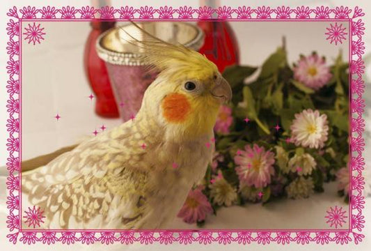 ポストカード  オカメインコ 赤 - 小鳥雑貨専門のお店 スウィート・バーディー・ブティック