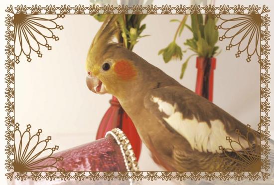 ポストカード オカメインコ 金 - 小鳥雑貨専門のお店 スウィート・バーディー・ブティック