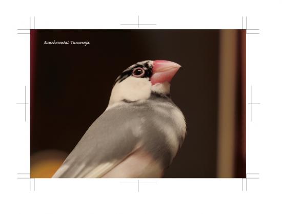 ポストカード 文鳥8枚セット - 小鳥雑貨専門のお店 スウィート・バーディー・ブティック