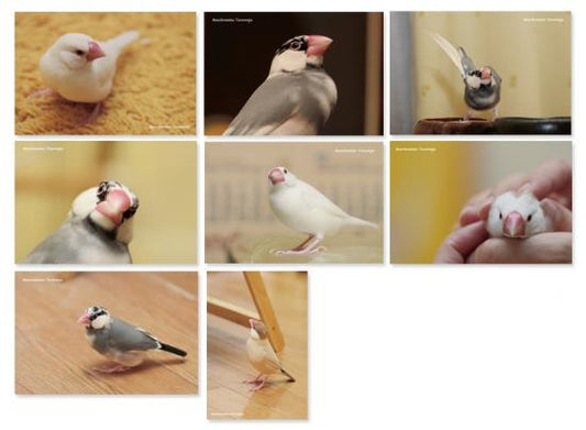 ポストカード 文鳥8枚セット - 小鳥雑貨専門のお店 スウィート・バーディー・ブティック