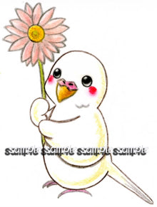 ステッカー セキセイインコ  アルビノ - 小鳥雑貨専門のお店 スウィート・バーディー・ブティック