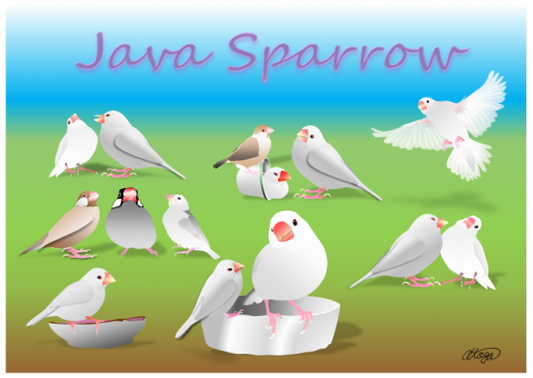 アートプリント 文文文 文鳥 A4サイズ - 小鳥雑貨専門のお店 スウィート・バーディー・ブティック