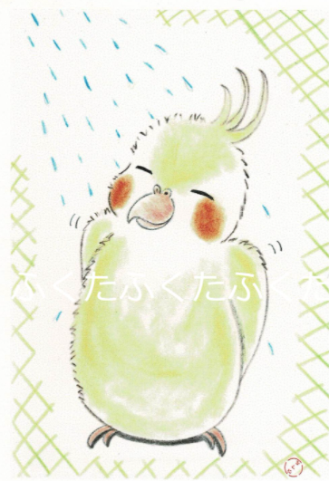 ポストカード 気持ちいい〜 オカメインコ