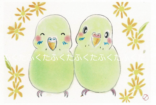 ポストカード ぼく達仲良しだよ〜 セキセイインコ