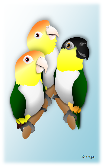 シロハラインコ ポストカード - 小鳥雑貨専門のお店 スウィート・バーディー・ブティック