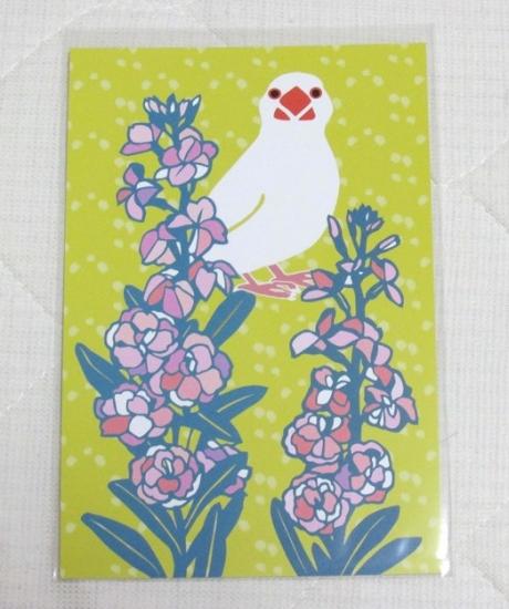 ポストカード・ストックと白文鳥 - 小鳥雑貨専門のお店 スウィート・バーディー・ブティック