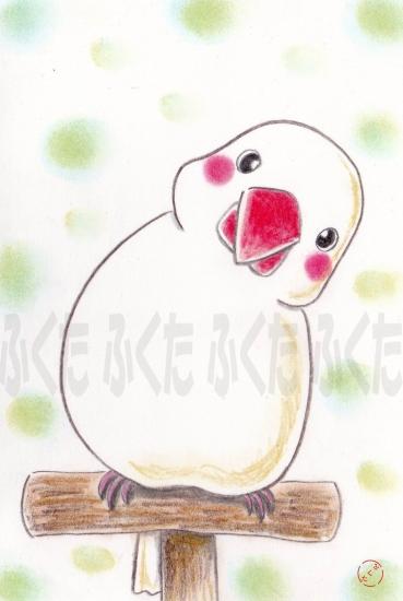 ポストカード 白文鳥 なあに? - 小鳥雑貨専門のお店 スウィート・バーディー・ブティック