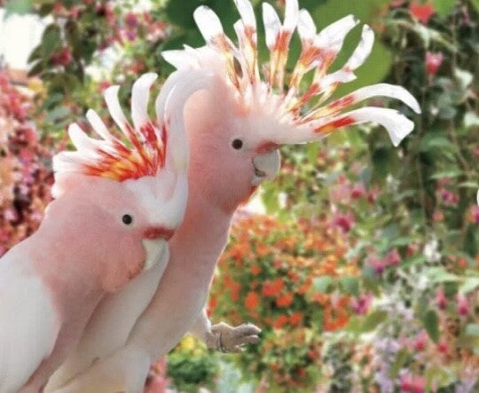 巾着 クルマサカオウム&タイハクオウム ミニ Sサイズ