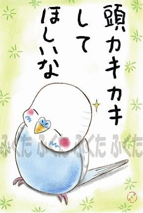 ポストカード　頭カキカキしてほしいな　セキセイインコ - 小鳥雑貨専門のお店　スウィート・バーディー・ブティック