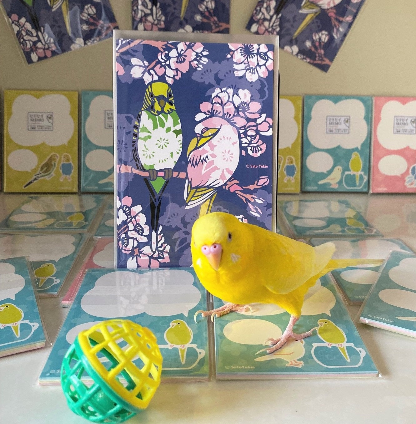 ポストカード 夜桜インコ セキセイインコ
