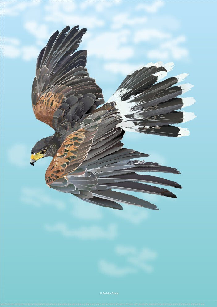 A4 クリアファイル　とりアート ハリスホーク