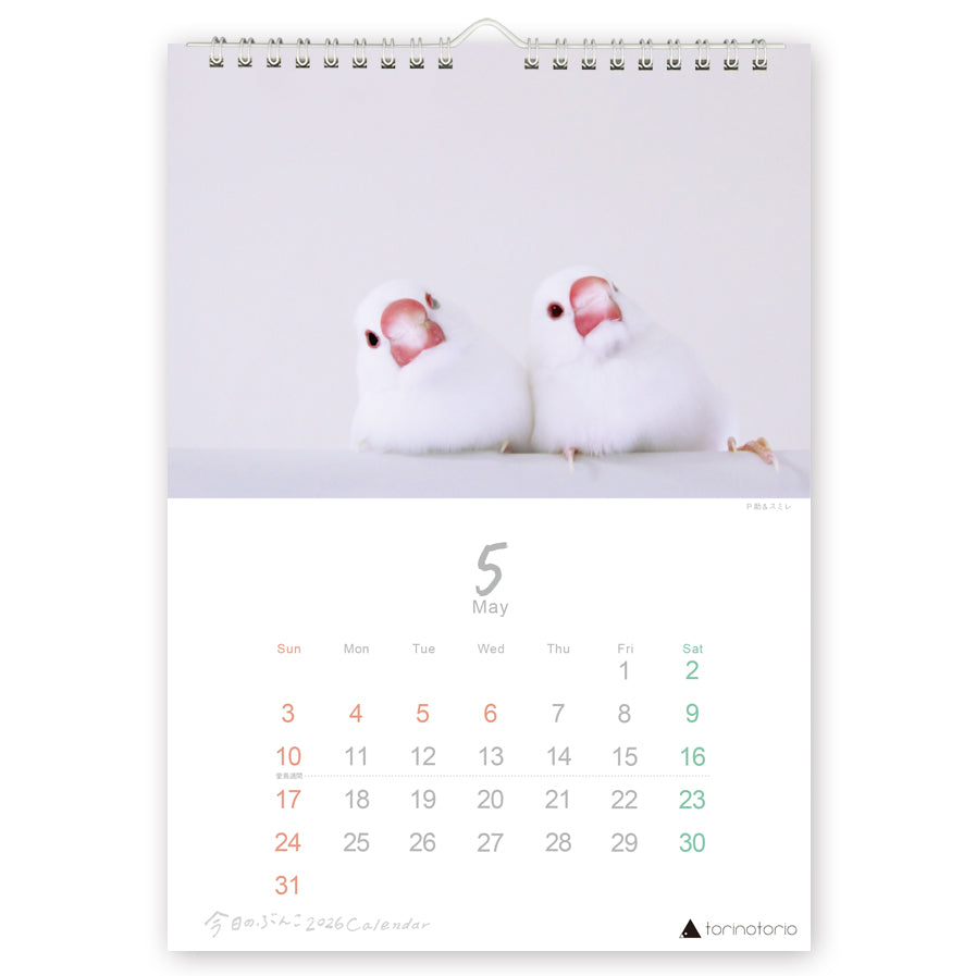 （予約販売）2026年版  今日のぶんこ  A4壁掛けカレンダー  文鳥