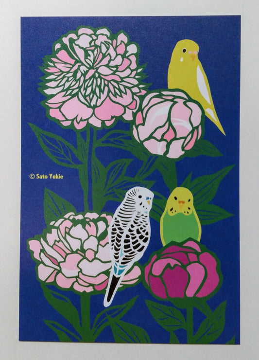 ポストカード　セキセイ芍薬　セキセイインコ