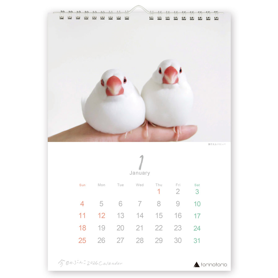 （予約販売）2026年版  今日のぶんこ  A4壁掛けカレンダー  文鳥