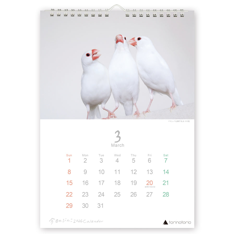 （予約販売）2026年版  今日のぶんこ  A4壁掛けカレンダー  文鳥