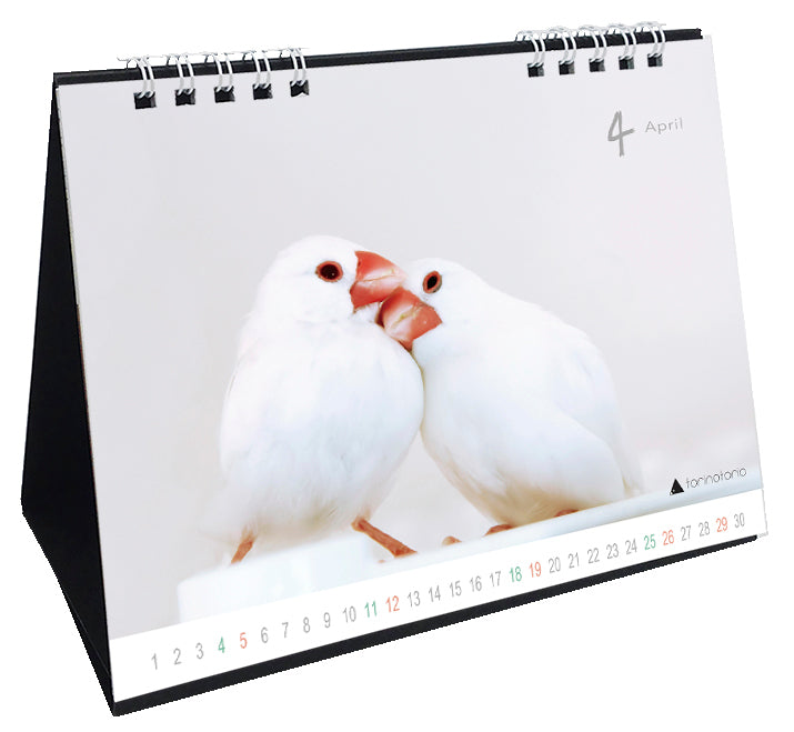（予約販売）2026年版　今日のぶんこカレンダー 卓上タイプ　文鳥