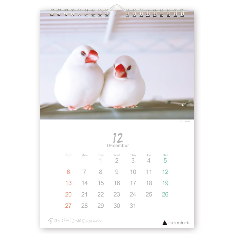 （予約販売）2026年版  今日のぶんこ  A4壁掛けカレンダー  文鳥
