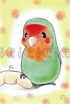 ポストカード　あくしゅ　コザクラインコ - 小鳥雑貨専門のお店　スウィート・バーディー・ブティック