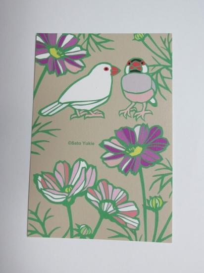 ポストカード 秋桜（コスモス）文鳥 - 小鳥雑貨専門のお店　スウィート・バーディー・ブティック