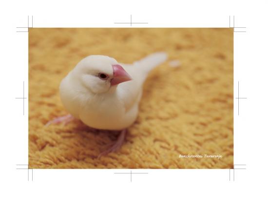 ポストカード 文鳥8枚セット - 小鳥雑貨専門のお店　スウィート・バーディー・ブティック