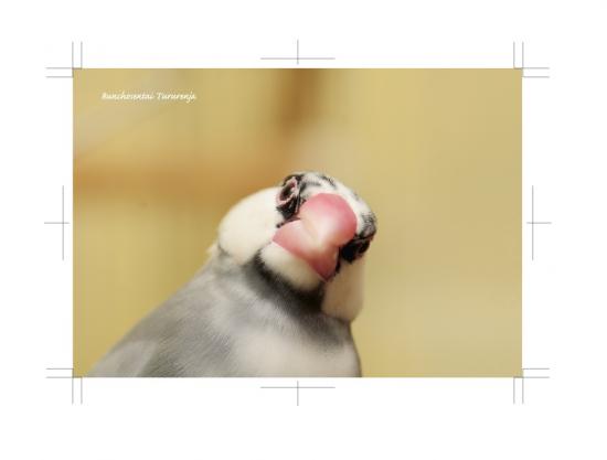 ポストカード 文鳥8枚セット - 小鳥雑貨専門のお店　スウィート・バーディー・ブティック