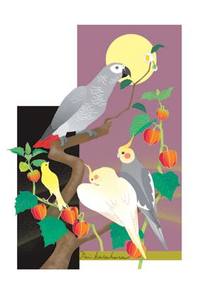 小鳥とお花のポストカード　オカメインコ、ヨウム、カナリア - 小鳥雑貨専門のお店　スウィート・バーディー・ブティック